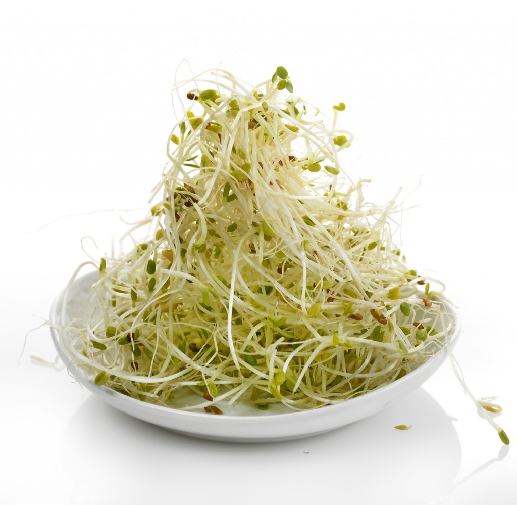 Fresh Alfalfa Sprouts