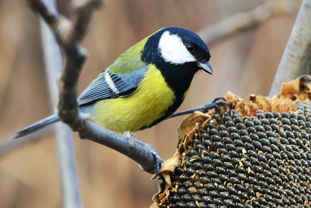 birdwatching in winter time
