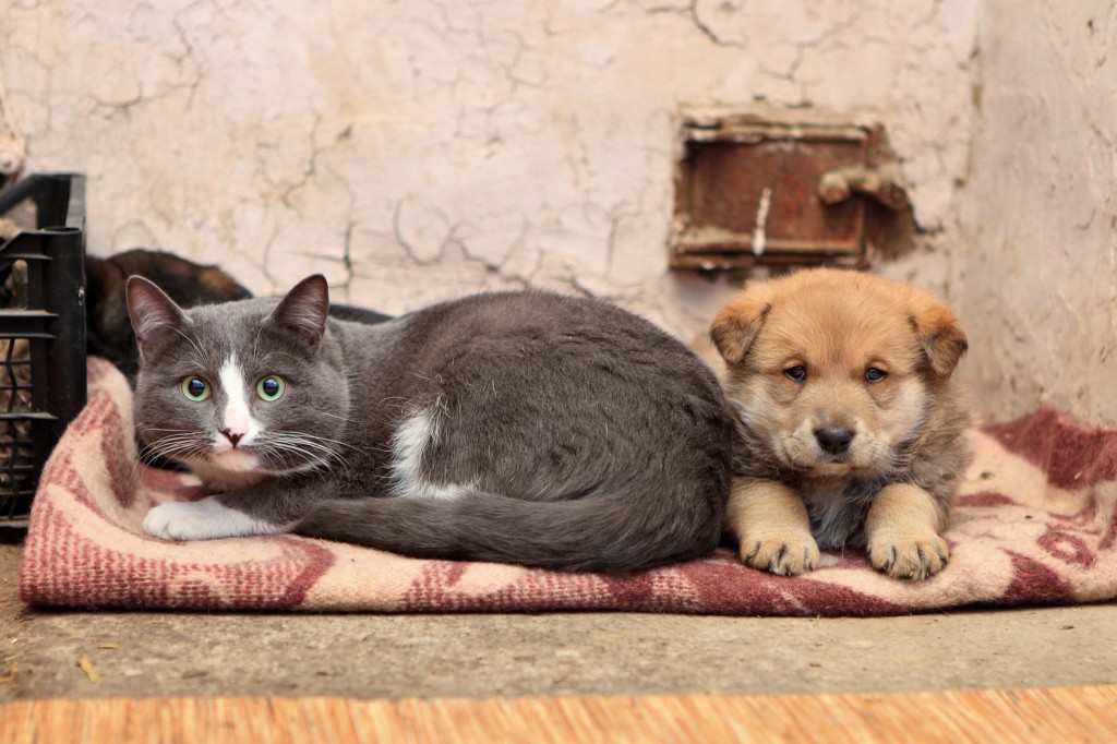 Homeless cat and dog