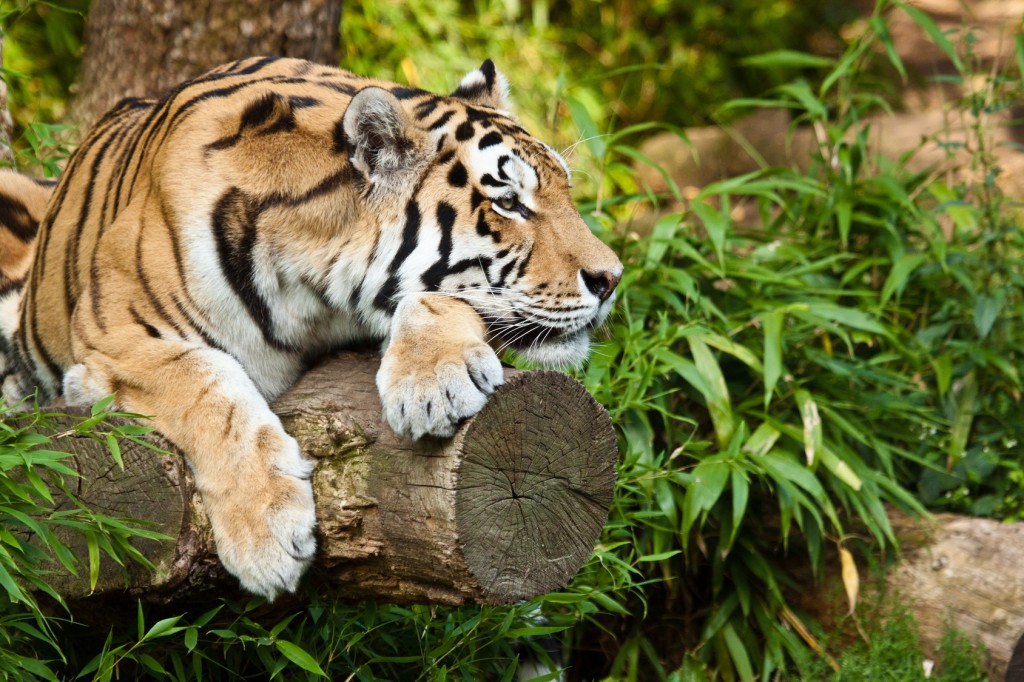 Sibirischer Tiger (Panthera tigris altaica)
