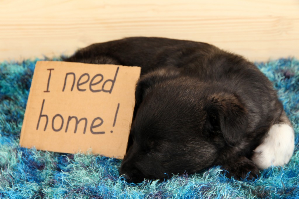 Cute puppy sleeping with sign