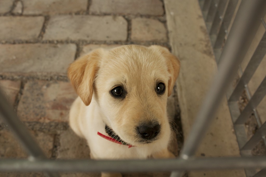Baby dog waiting the owner 5