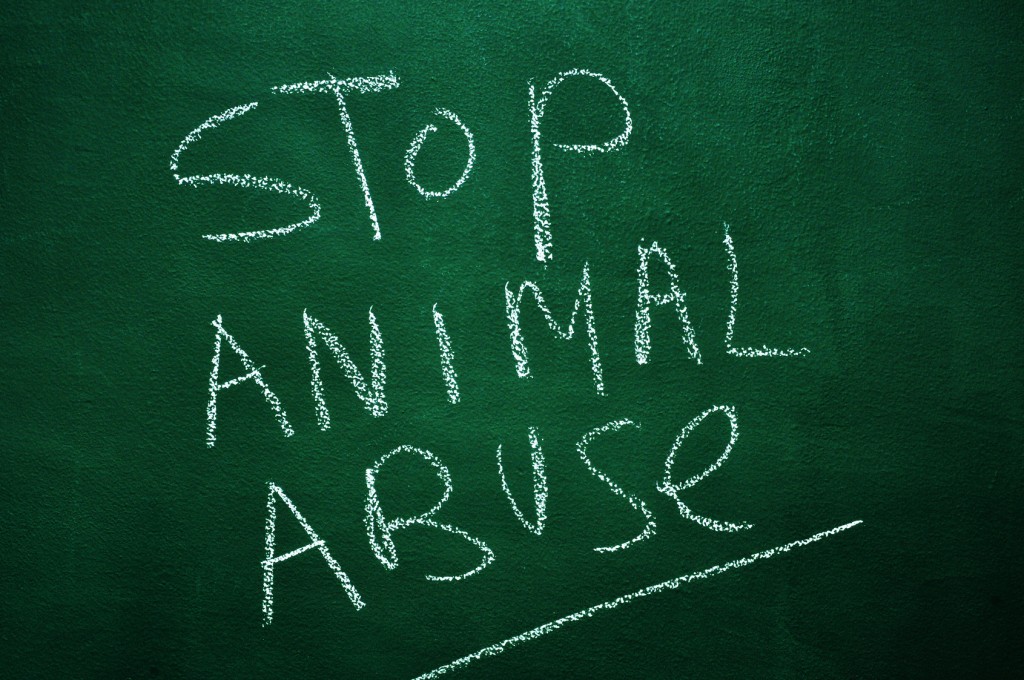 stop animal abuse