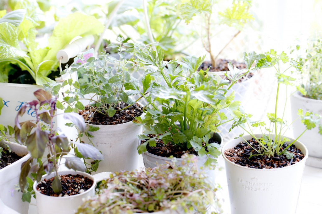 キッチンガーデン