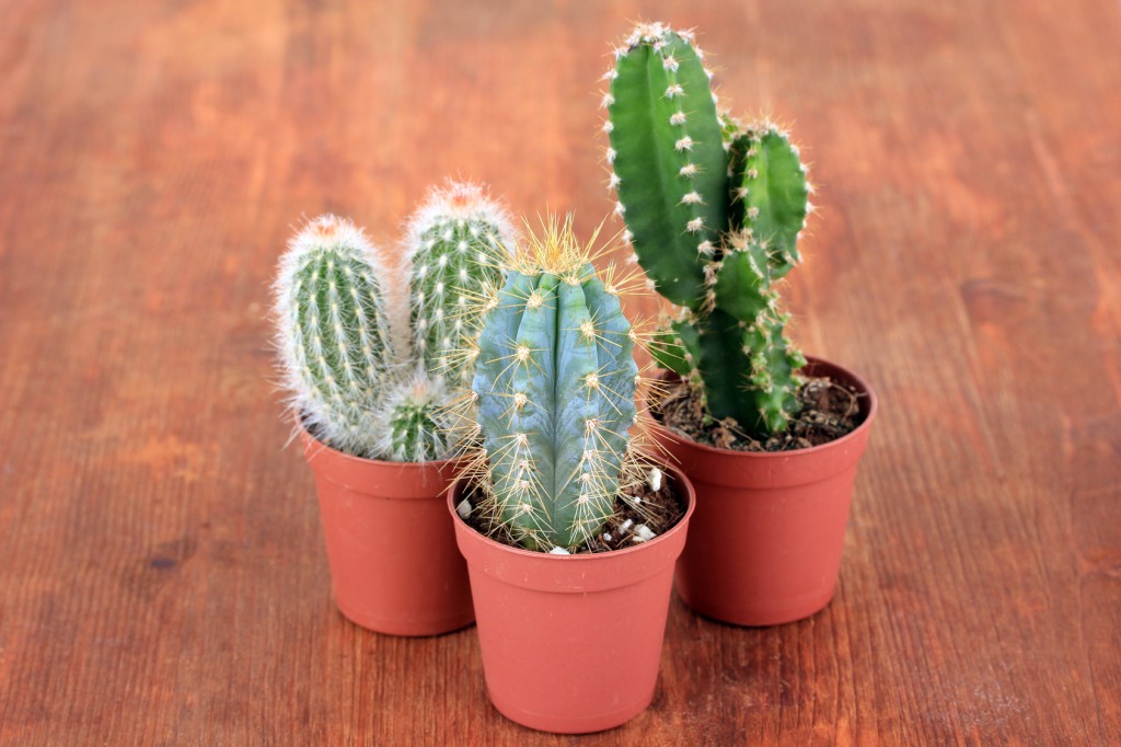 Collection of cactuses on wooden background