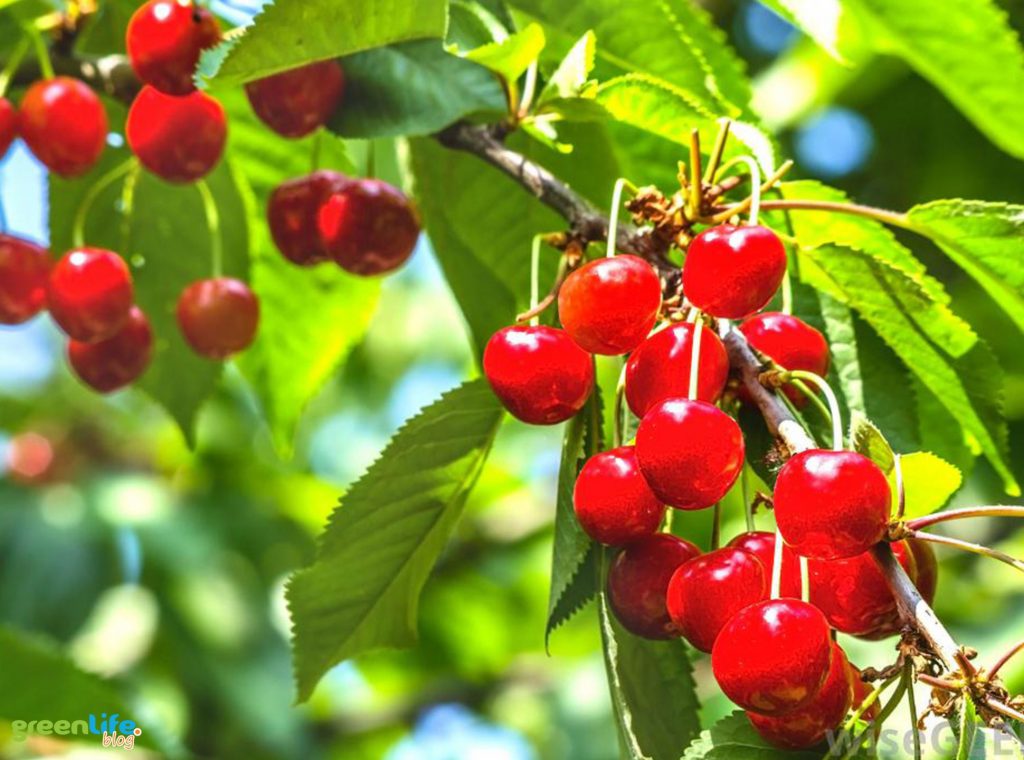 Acerola-greenlife-blog