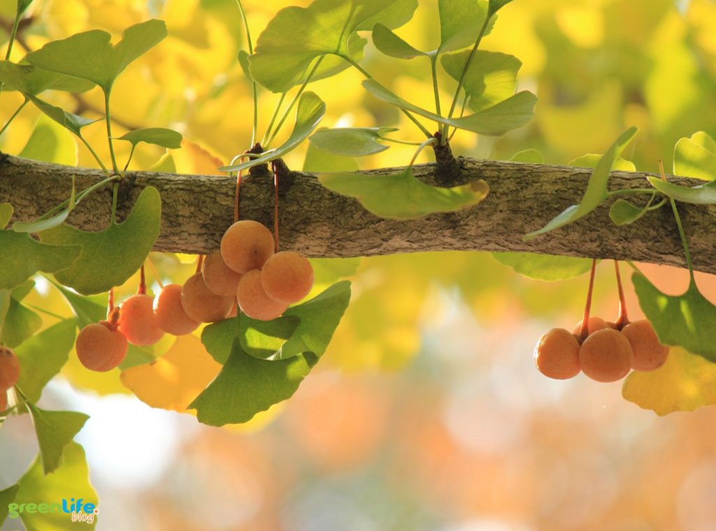 Greenlife-milorzab-japonski