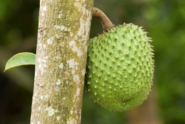 Guanabana