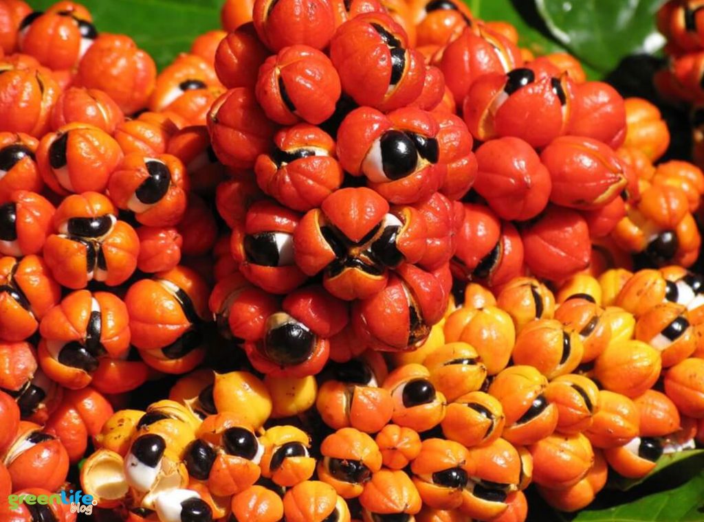 Guarana-green