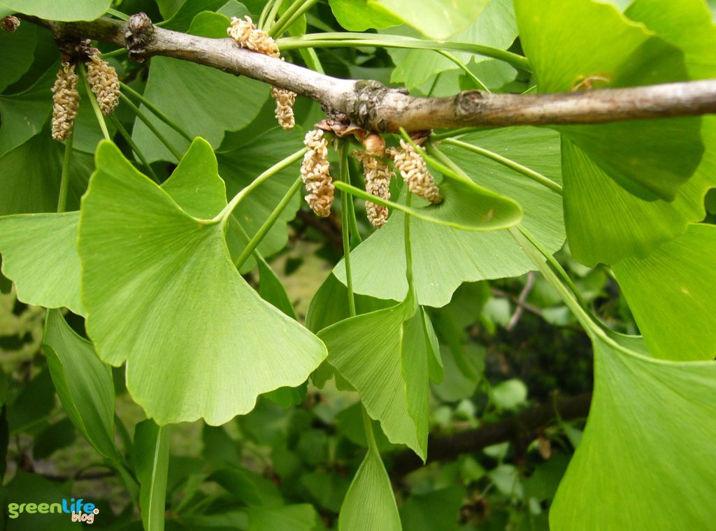 Milojarzb-japonski-greenlife