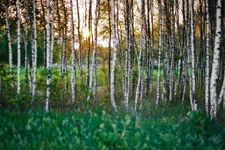 Sok z brzozy oskoła właściwości działanie cena GreenLife