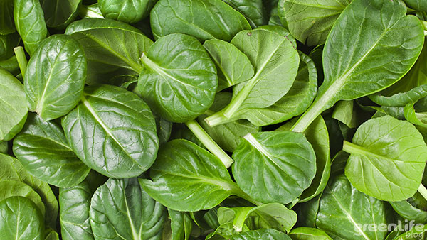 greenlife-szpinak