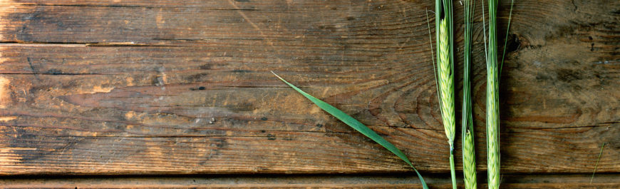 sok z młodego jęczmienia