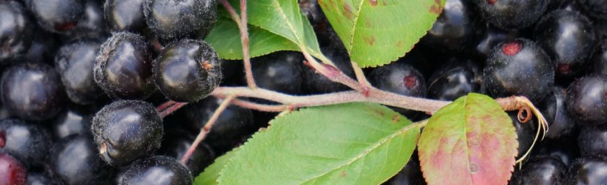 aronia właściwości