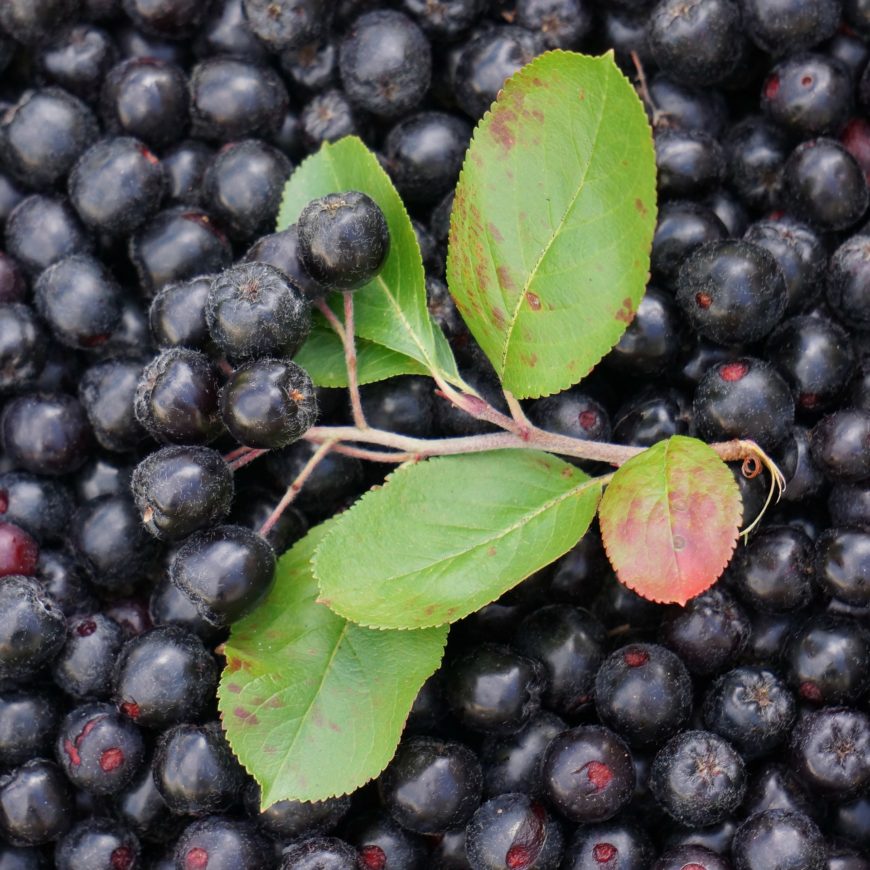 aronia właściwości