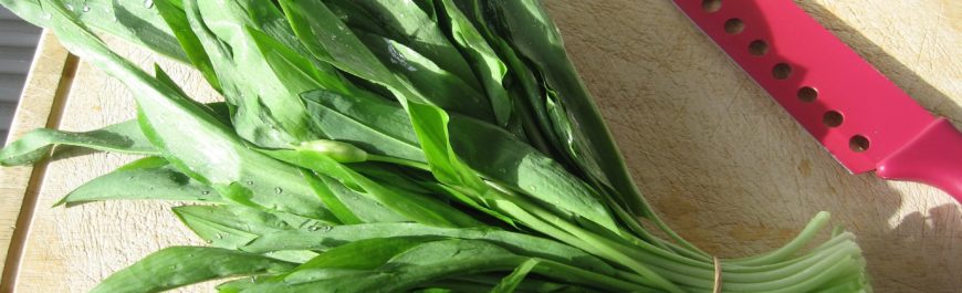 czosnek niedźwiedzi cena