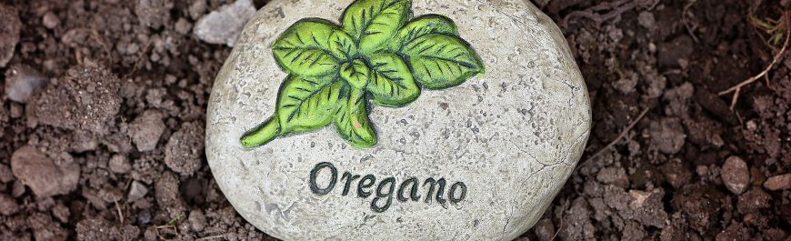 olej z oregano dawkowanie