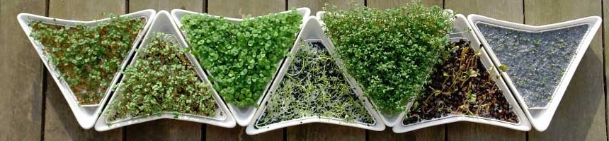 jak hodować kiełki